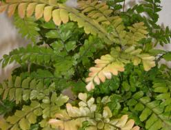 Adiantum hispidulum 'Bronze Venus'